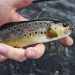 Top Fly Anglers You Should Following