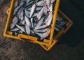 The Lowdown on Fishing with Tip Downs
