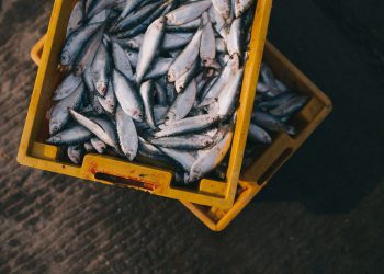 The Lowdown on Fishing with Tip Downs