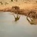 Half-Sized Giraffes Catch Attention of Scientists