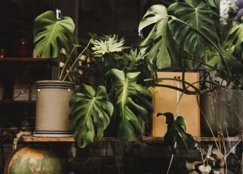The Global Movement To Restore Nature’s Biodiversity