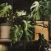 The Global Movement To Restore Nature’s Biodiversity
