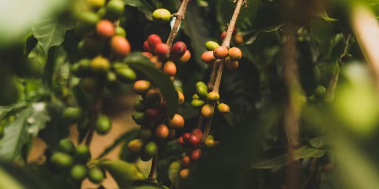 Rich Farmer, Poor Farmer: Perspective on Profitability in Coffee Farming