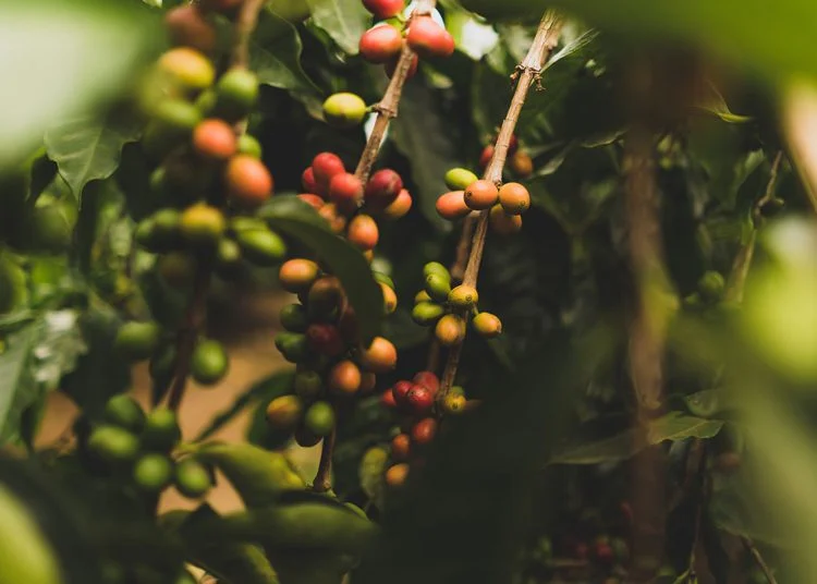 Rich Farmer, Poor Farmer: Perspective on Profitability in Coffee Farming