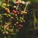 Rich Farmer, Poor Farmer: Perspective on Profitability in Coffee Farming