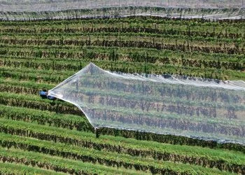 Calculating Water Benefits on Modern Coffee Farms