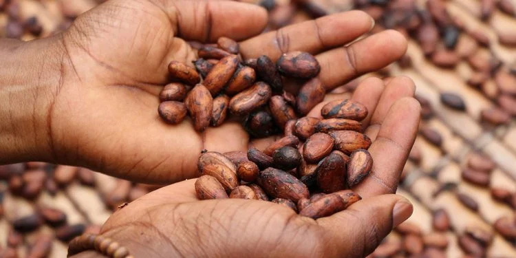 Central America Coffee Land to Shrink as Globe Warms