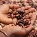 Central America Coffee Land to Shrink as Globe Warms