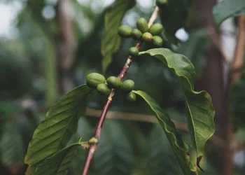Costa Rica: A Classic Origin at a Crossroads