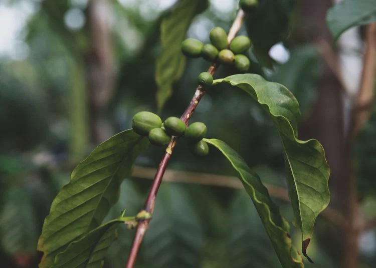 Costa Rica: A Classic Origin at a Crossroads