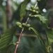 Costa Rica: A Classic Origin at a Crossroads