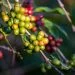 Panama Canal Authority Opens Coffee Processing Plant