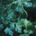 Dark Urine Could Indicate a Liver Problem