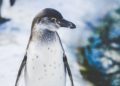 How We Know Humans Are to Blame for the Arctic’s Extremely Warm Winter
