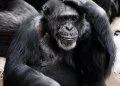 Cute baby monkeys compilations