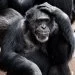 Cute baby monkeys compilations