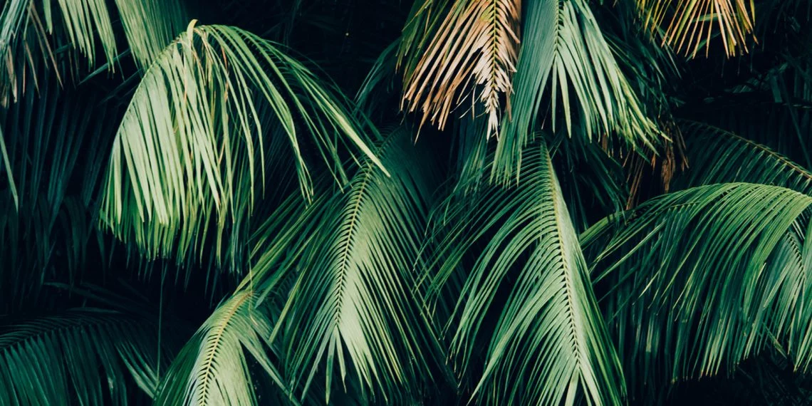 Image source: Unsplash