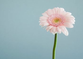 Daily Tips: A Beginner’s Guide to Photography