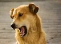 6 Ways Turmeric Can Benefit Your Dog’s Health