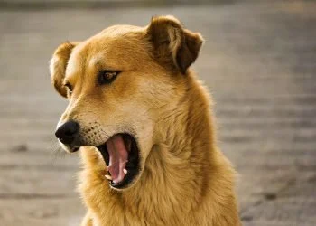 6 Ways Turmeric Can Benefit Your Dog’s Health