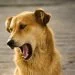 6 Ways Turmeric Can Benefit Your Dog’s Health