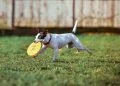 Dogs Make Great Exercise Partners