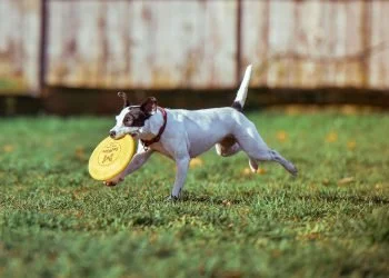 Dogs Make Great Exercise Partners