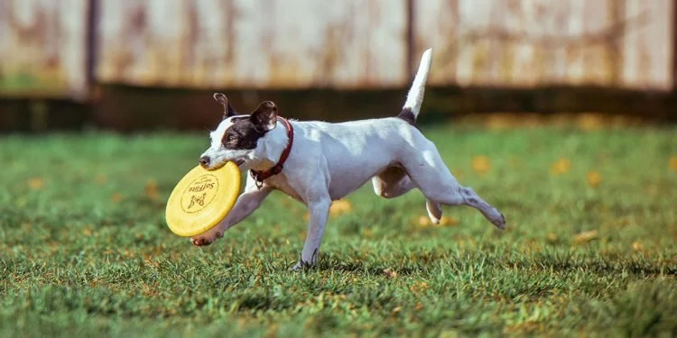 Dogs Make Great Exercise Partners