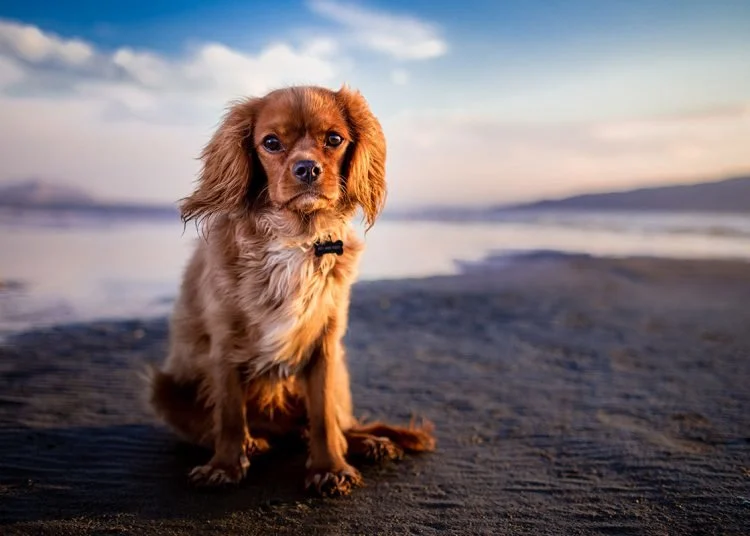 The Key Natural Dietary Fats For Every Raw Fed Dog Needs