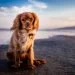 The Key Natural Dietary Fats For Every Raw Fed Dog Needs