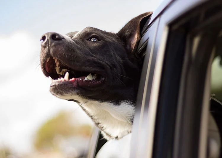 Research say : Family tree of dogs reveals secret history of canines