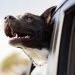 Research say : Family tree of dogs reveals secret history of canines