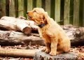 Frequency of Urination Related to Dog Body Size