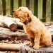 Frequency of Urination Related to Dog Body Size
