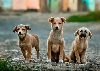 How to Bring a Newly Adopted Dog to your Home