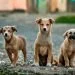 How to Bring a Newly Adopted Dog to your Home