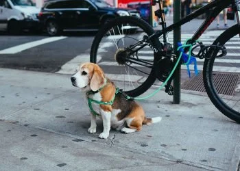 The Top 10 Talking Points for Every Dog Trainers