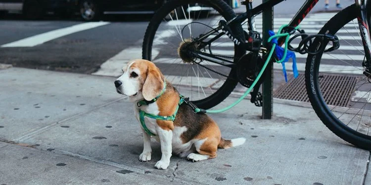 The Top 10 Talking Points for Every Dog Trainers
