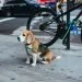 The Top 10 Talking Points for Every Dog Trainers