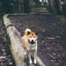 There’s No Such Thing as a Good Dog, Only Good Owner