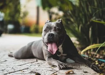 Dogs Are Even More Like Us Than We Thought