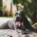 Dogs Are Even More Like Us Than We Thought