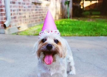 What Do You Do When Your Life Partner Isn’t a Dog Person?