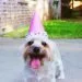 What Do You Do When Your Life Partner Isn’t a Dog Person?