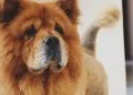 Wirral Man Jailed 24 Weeks for burning dog alive