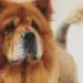 Wirral Man Jailed 24 Weeks for burning dog alive