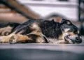 Caring for Your Senior Dog: 5 Important Things to Know