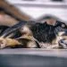 Caring for Your Senior Dog: 5 Important Things to Know