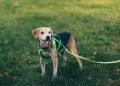 Do Better Canine Diets Support Longer Lives?