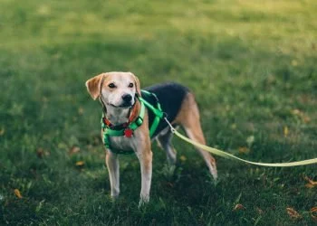 Do Better Canine Diets Support Longer Lives?